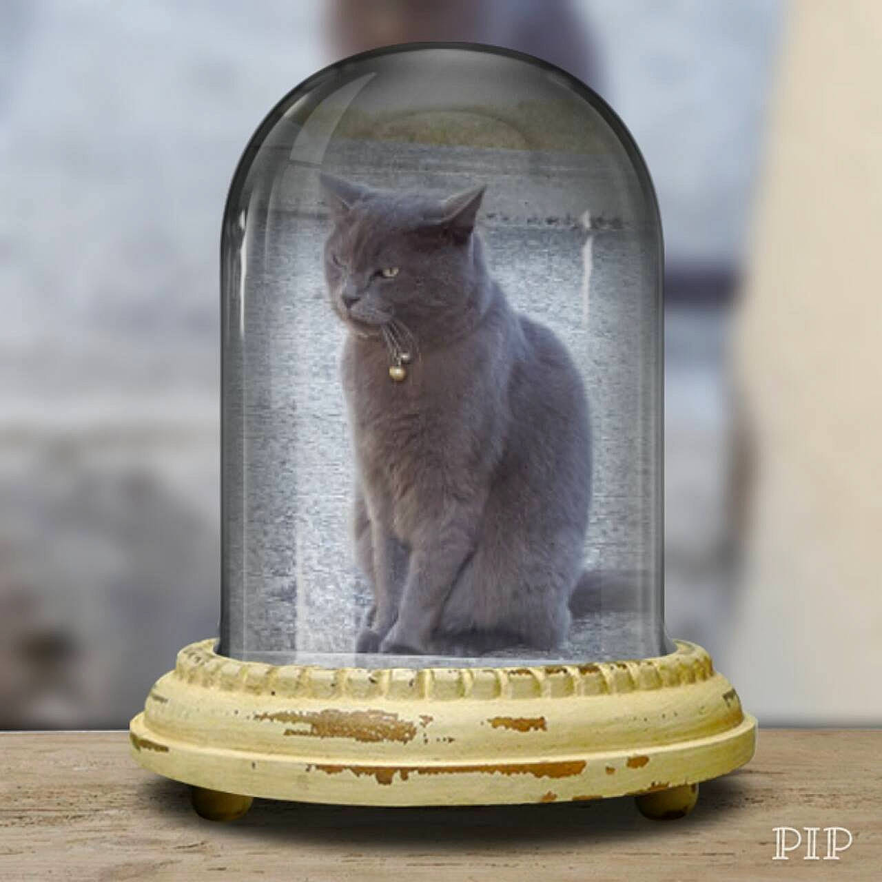 Diabolo a rejoint le concours — aidez-le/la à gagner de superbes lots ! british_longhair, british_shorthair, carnivore, cat, chartreux, domestic_short_haired_cat, felidae, kitten, korat, nebelung, russian_blue, small_to_medium_sized_cats, whiskers