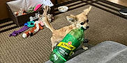 Sugar is registered to the contest to win money with this photo: bottle, brown_carpet, carpet, chewing, cozy, cushion, dog, drink_bottle, floor, furniture, ginger_ale, household, indoor, living_room, pet_bed, pet_toys, playful, small_dog, toy, wooden_cabinet