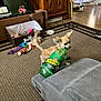 bottle, brown_carpet, carpet, chewing, cozy, cushion, dog, drink_bottle, floor, furniture, ginger_ale, household, indoor, living_room, pet_bed, pet_toys, playful, small_dog, toy, wooden_cabinet