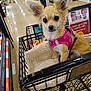 dog, small_dog, shopping_cart, grocery_store, pet, pink_harness, curious, indoors, aisle, floor, leash, bed, fur, ears, animal, store, retail, shopping, canine, cute