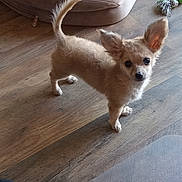 Sugar joined the competition — help win amazing prizes! alert, animal, beige, brown, companion, curious, cute, dog, domestic, ears, flooring, fluffy, indoor, looking_up, pet, pet_bed, puppy, small_dog, toy, wooden_floor