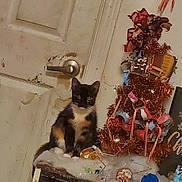 Penelope is registered to the contest to win money with this photo: cat, calico_cat, christmas_tree, candy_canes, paper_chains, holiday_decorations, door, door_handle, indoor, festive, decorations, animal, pet, fur, black, orange, white, sitting, cute, cozy
