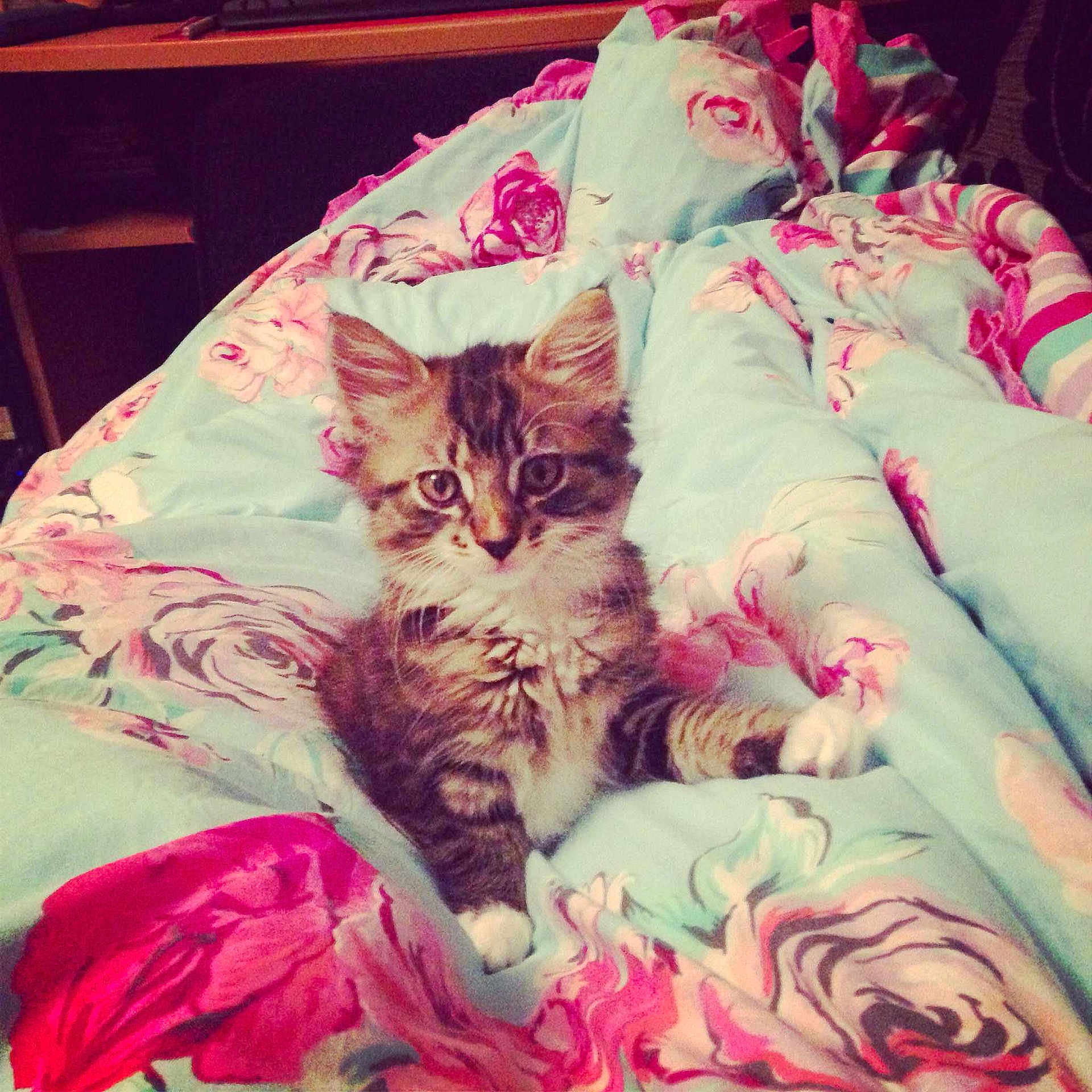 Tiger joined the competition — help win amazing prizes!