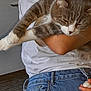 Tigris participe au concours pour gagner de l'argent avec cette photo : cat, person, holding, sleepy, gray_cat, white_cat, jeans, white_shirt, indoor, carpet, drawer, hand, pet, relaxed, hug, fur, animal, casual, closeup, comfort