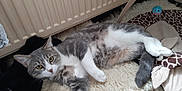 Tigris a rejoint le concours — aidez-le/la à gagner de superbes lots ! cat, grey_cat, white_cat, pet, fluffy_rug, radiator, toy, indoor, floor, relaxed, lying_down, fur, animal, cute, domestic_cat, whiskers, paws, sleepy, cozy, home