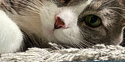 Tigris participe au concours pour gagner de l'argent avec cette photo : cat, close_up, green_eyes, whiskers, fur, nose, indoor, texture, curious, lying_down, pet, animal, feline, soft, cozy, face, portrait, domestic_cat, relaxed, home