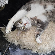Tigris participe au concours pour gagner de l'argent avec cette photo : cat, gray_and_white, stretching, paw, fluffy_rug, indoor, relaxed, pet, feline, fur, whiskers, yellow_eyes, floor_tiles, plush_toy, cozy, resting, cute, animal, closeup, laying_down