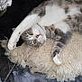 cat, gray_and_white, stretching, paw, fluffy_rug, indoor, relaxed, pet, feline, fur, whiskers, yellow_eyes, floor_tiles, plush_toy, cozy, resting, cute, animal, closeup, laying_down