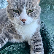 Tigris a rejoint le concours — aidez-le/la à gagner de superbes lots ! cat, feline, grey_cat, white_fur, green_eyes, whiskers, close_up, pet, animal, resting, texture, green_background, fur, indoor, calm, portrait, mammal, cute, relaxed, tabby