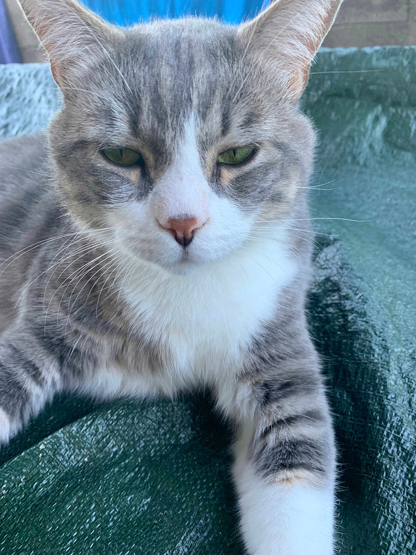 Tigris a rejoint le concours — aidez-le/la à gagner de superbes lots ! cat, feline, grey_cat, white_fur, green_eyes, whiskers, close_up, pet, animal, resting, texture, green_background, fur, indoor, calm, portrait, mammal, cute, relaxed, tabby
