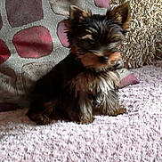 Jasper participe au concours pour gagner de l'argent avec cette photo :