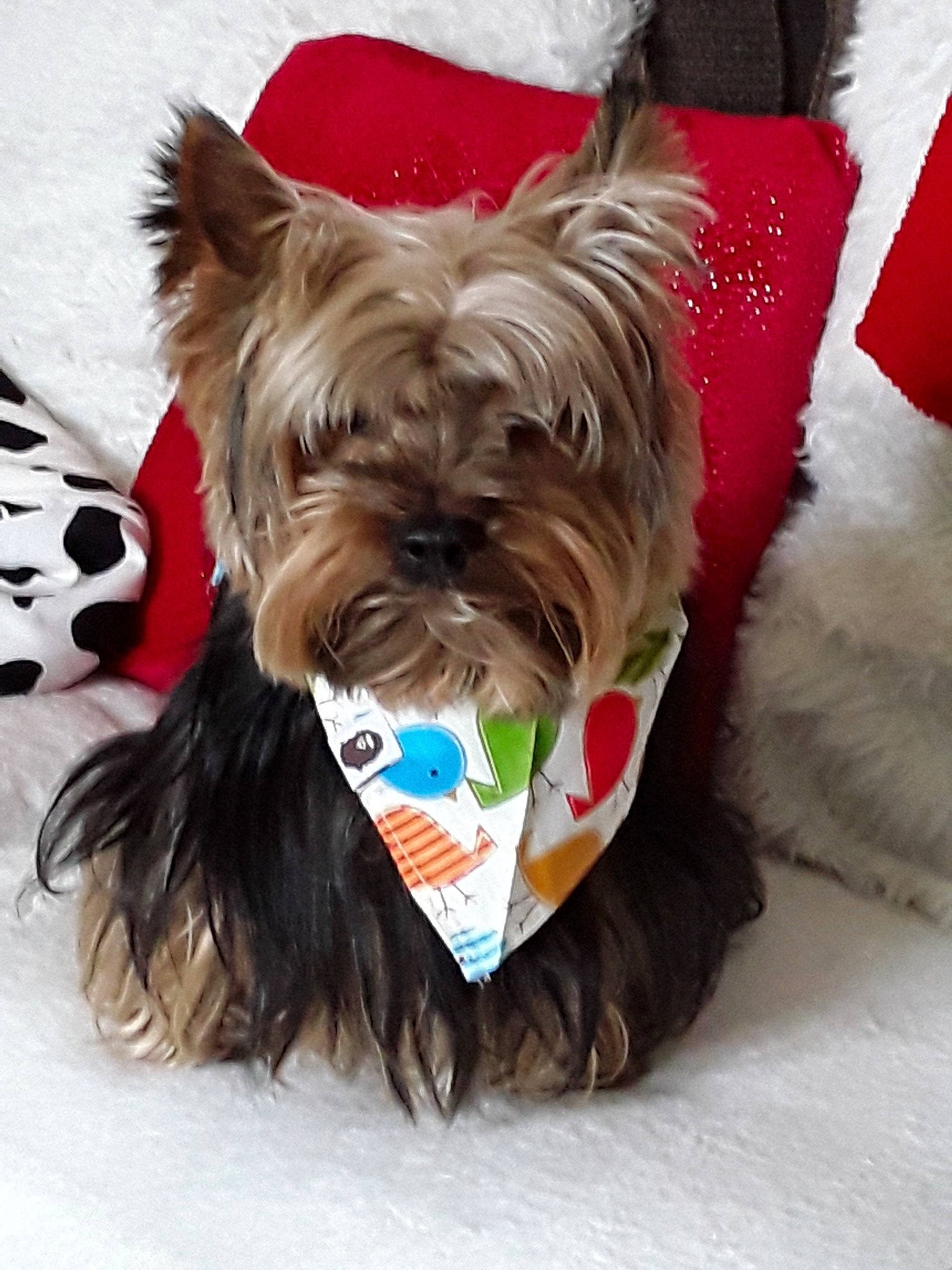 Jasper a rejoint le concours — aidez-le/la à gagner de superbes lots ! australian_terrier, bow_tie, cairn_terrier, canidae, carnivore, companion_dog, dog, dog_breed, dog_clothes, dog_supply, ear, fur, puppy, rare_breed_dog, small_terrier, terrier, toy_dog, yorkshire_terrier