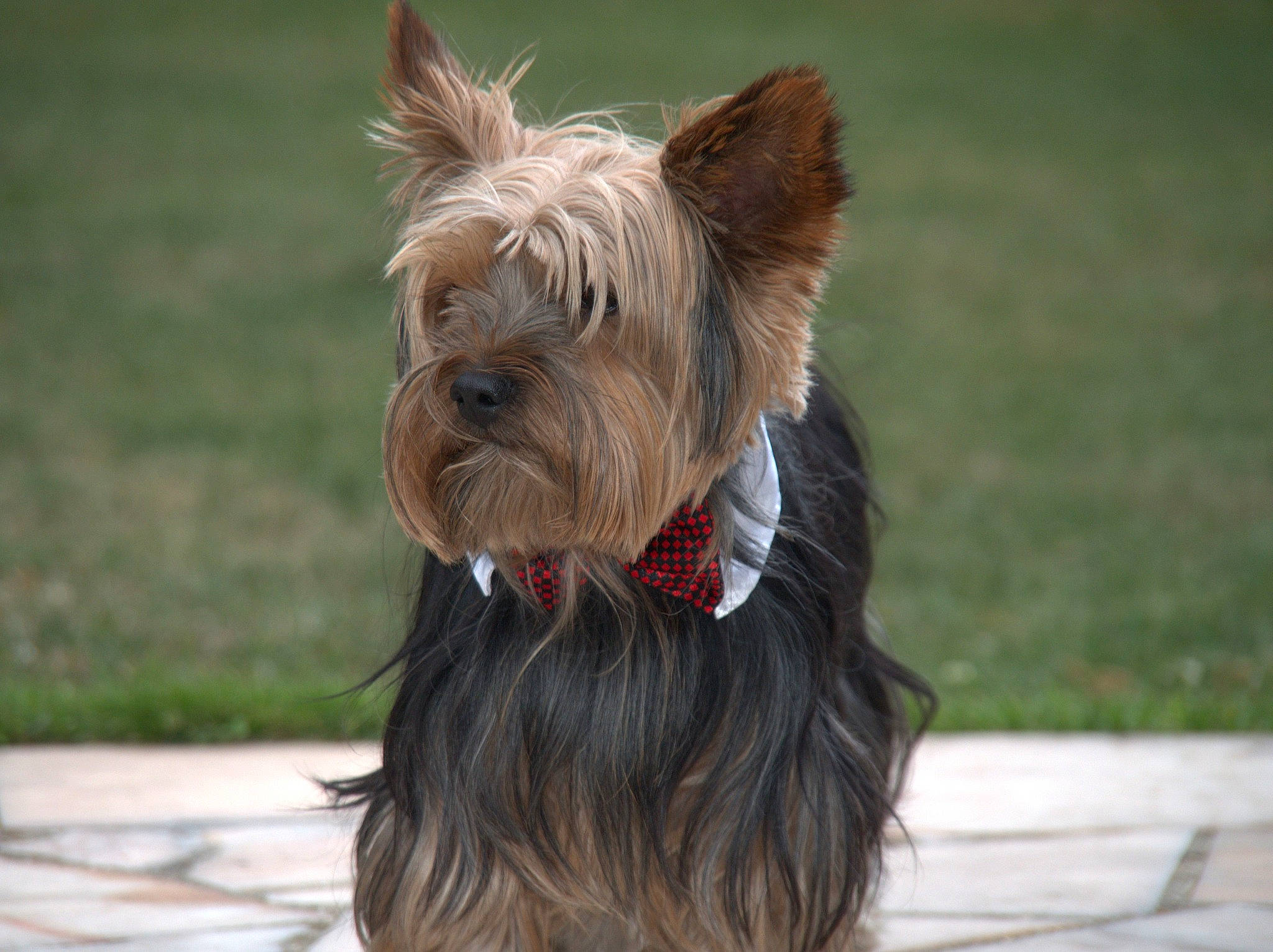 Jasper participe au concours pour gagner de l'argent avec cette photo : australian_silky_terrier, australian_terrier, biewer_terrier, cairn_terrier, canidae, carnivore, companion_dog, dog, dog_breed, ear, mammal, rare_breed_dog, scottish_terrier, small_terrier, snout, sporting_group, terrier, toy_dog, vertebrate, yorkshire_terrier