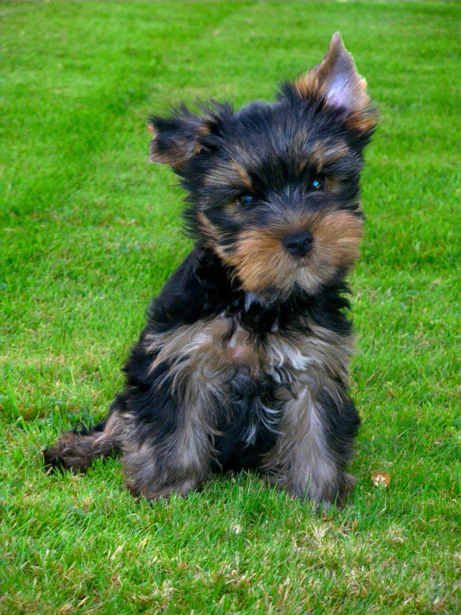 Jasper a rejoint le concours — aidez-le/la à gagner de superbes lots ! australian_silky_terrier, australian_terrier, biewer_terrier, cairn_terrier, canidae, carnivore, companion_dog, dog, dog_breed, mammal, morkie, norwich_terrier, puppy, schnoodle, small_terrier, terrier, toy_dog, vertebrate, yorkipoo, yorkshire_terrier