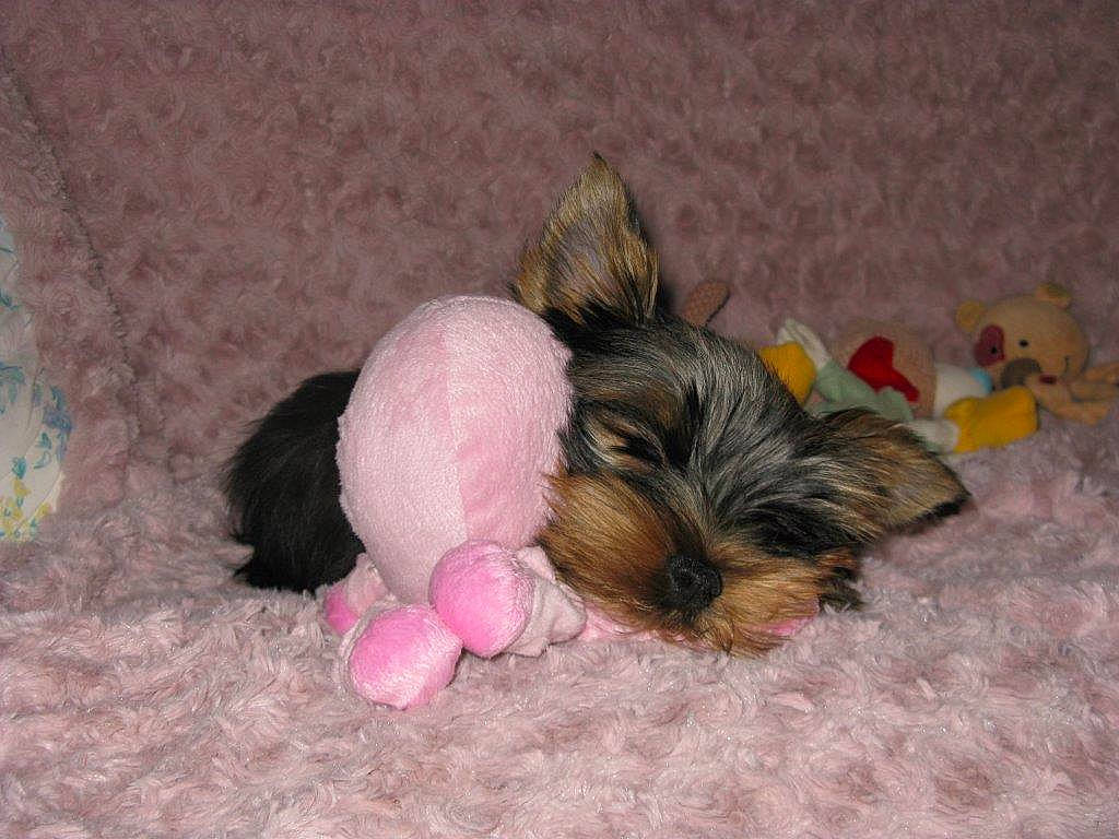 Jasper a rejoint le concours — aidez-le/la à gagner de superbes lots ! australian_silky_terrier, biewer_terrier, canidae, carnivore, chinese_imperial_dog, companion_dog, dog, dog_breed, maltepoo, mammal, morkie, puppy, rare_breed_dog, shih_tzu, small_terrier, terrier, toy_dog, vertebrate, yorkipoo, yorkshire_terrier