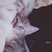 Nala participe au concours pour gagner de l'argent avec cette photo : animal, blanket, cat, closeup, comfort, cozy, cute, ears, feline, fur, indoor, kitten, nap, pet, relaxed, resting, sleepy, soft, whiskers, young