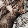 Nala participe au concours pour gagner de l'argent avec cette photo : kitten, cat, pet, animal, feline, fur, whiskers, paw, bed, blanket, pattern, leaf, indoor, cute, young, resting, soft, cozy, relaxed, sleepy