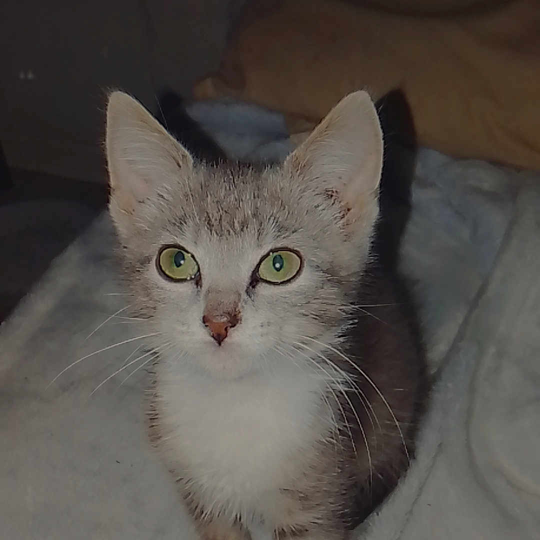 Nala a rejoint le concours — aidez-le/la à gagner de superbes lots ! animal, blanket, cat, cozy, cute, domestic, ears, feline, fur, green_eyes, heart_emoji, indoor, kitten, looking_up, mammal, pet, pillow, small, whiskers, young