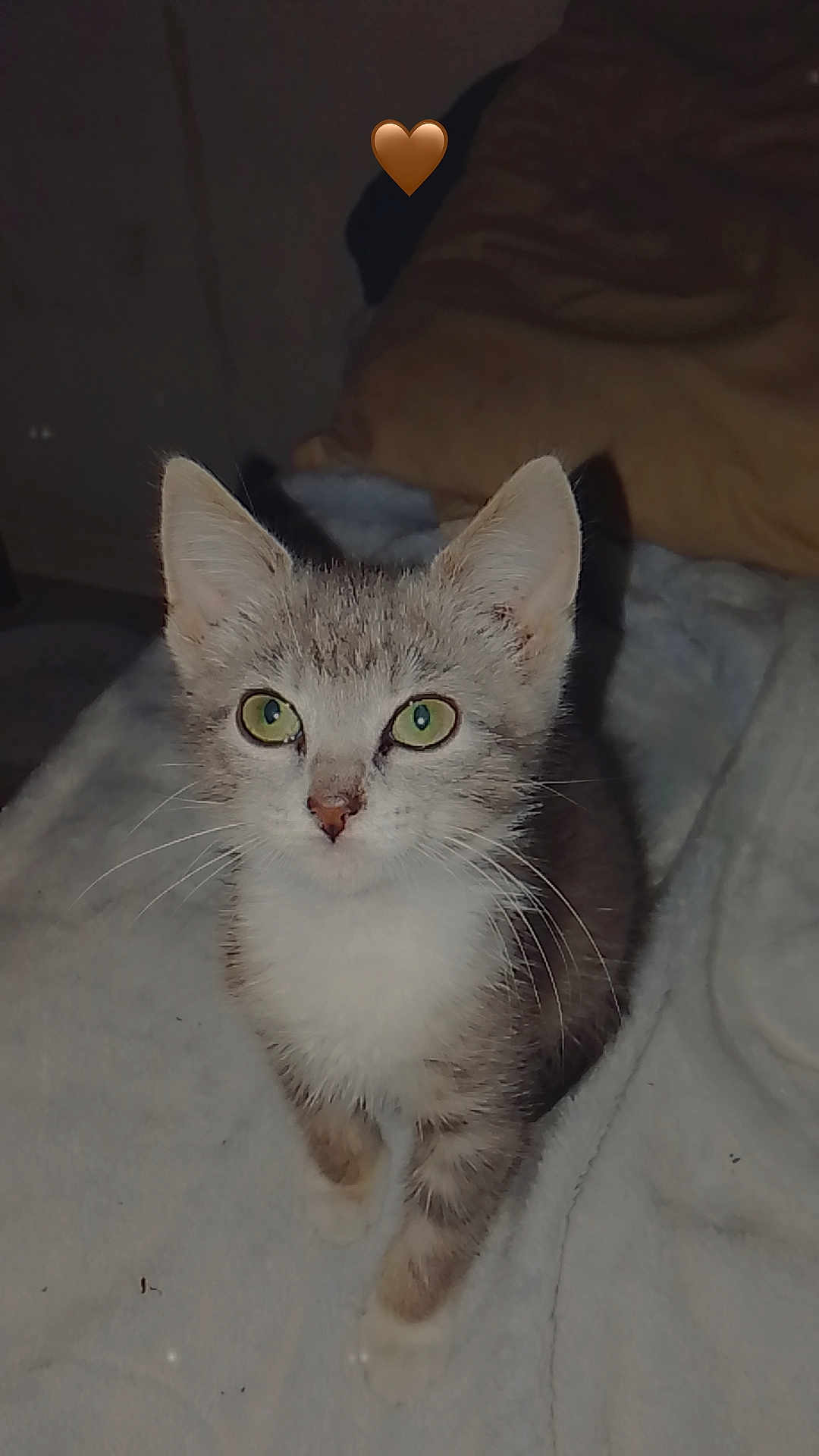 Nala a rejoint le concours — aidez-le/la à gagner de superbes lots ! kitten, cat, green_eyes, pet, animal, feline, whiskers, ears, fur, cute, indoor, blanket, cozy, pillow, young, looking_up, small, domestic, mammal, heart_emoji