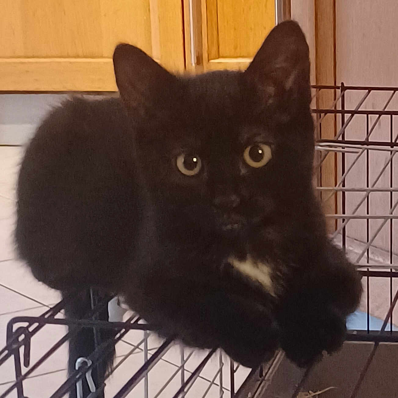Luna participe au concours pour gagner de l'argent avec cette photo : abyssinian, animal, bird, blackbird, blackcat, cage, cat, den, doghouse, furniture, indoors, kennel, kitten, manx, pet, racket, railing, sport, tennis, tennisracket