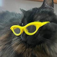 Bear is registered to the contest to win money with this photo: cat, glasses, yellow_glasses, blurry, close_up, fluffy, pet, animal, indoor, dark_fur, eyewear, funny, cute, portrait, feline, whiskers, ear, muzzle, face, accessory