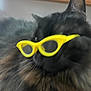 cat, glasses, yellow_glasses, blurry, close_up, fluffy, pet, animal, indoor, dark_fur, eyewear, funny, cute, portrait, feline, whiskers, ear, muzzle, face, accessory