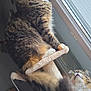 Maowi a rejoint le concours — aidez-le/la à gagner de superbes lots ! cat, tabby_cat, feline, pet, animal, window, cat_tree, indoor, fur, ears, whiskers, playful, curious, perched, tail, paws, household, light, daylight, relaxing