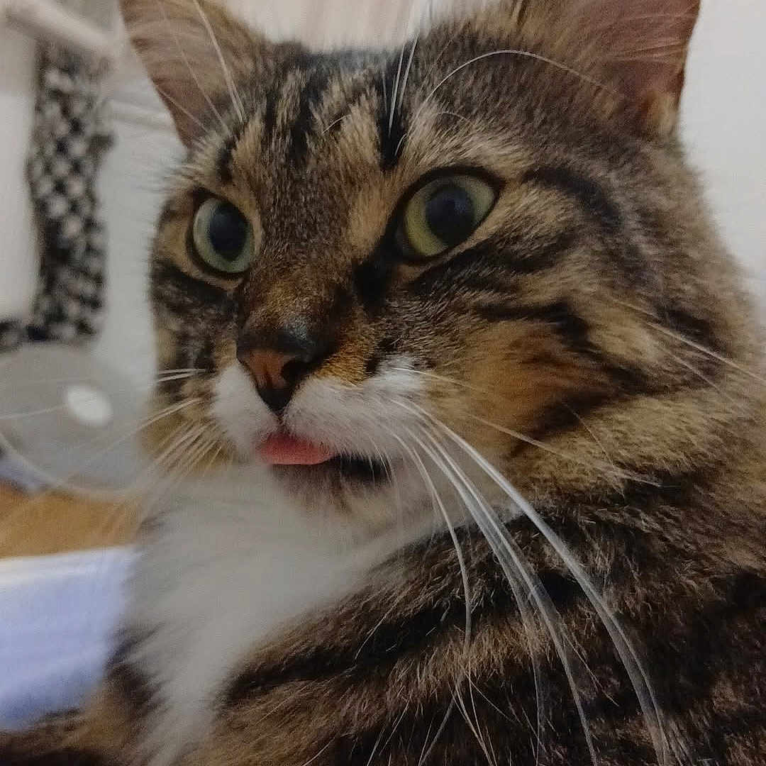 Maowi a rejoint le concours — aidez-le/la à gagner de superbes lots ! animal, cat, close_up, curious, cute, domestic_cat, eyes, face, feline, fur, indoor, mammal, pet, portrait, relaxed, soft_focus, striped, tabby, tongue_out, whiskers