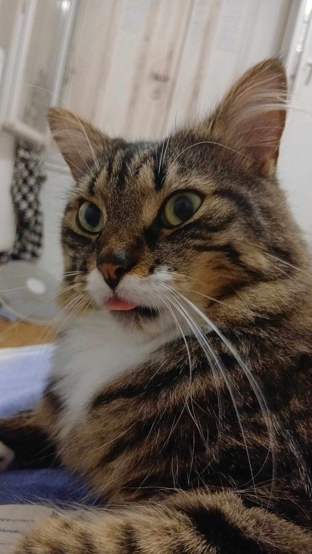 Maowi
