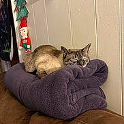 Frankie is registered to the contest to win money with this photo: cat, sleeping, sleepy, pet, animal, blanket, couch, indoor, cozy, christmas, elf, decoration, home, furniture, purple, brown, fur, relaxed, portrait, holiday