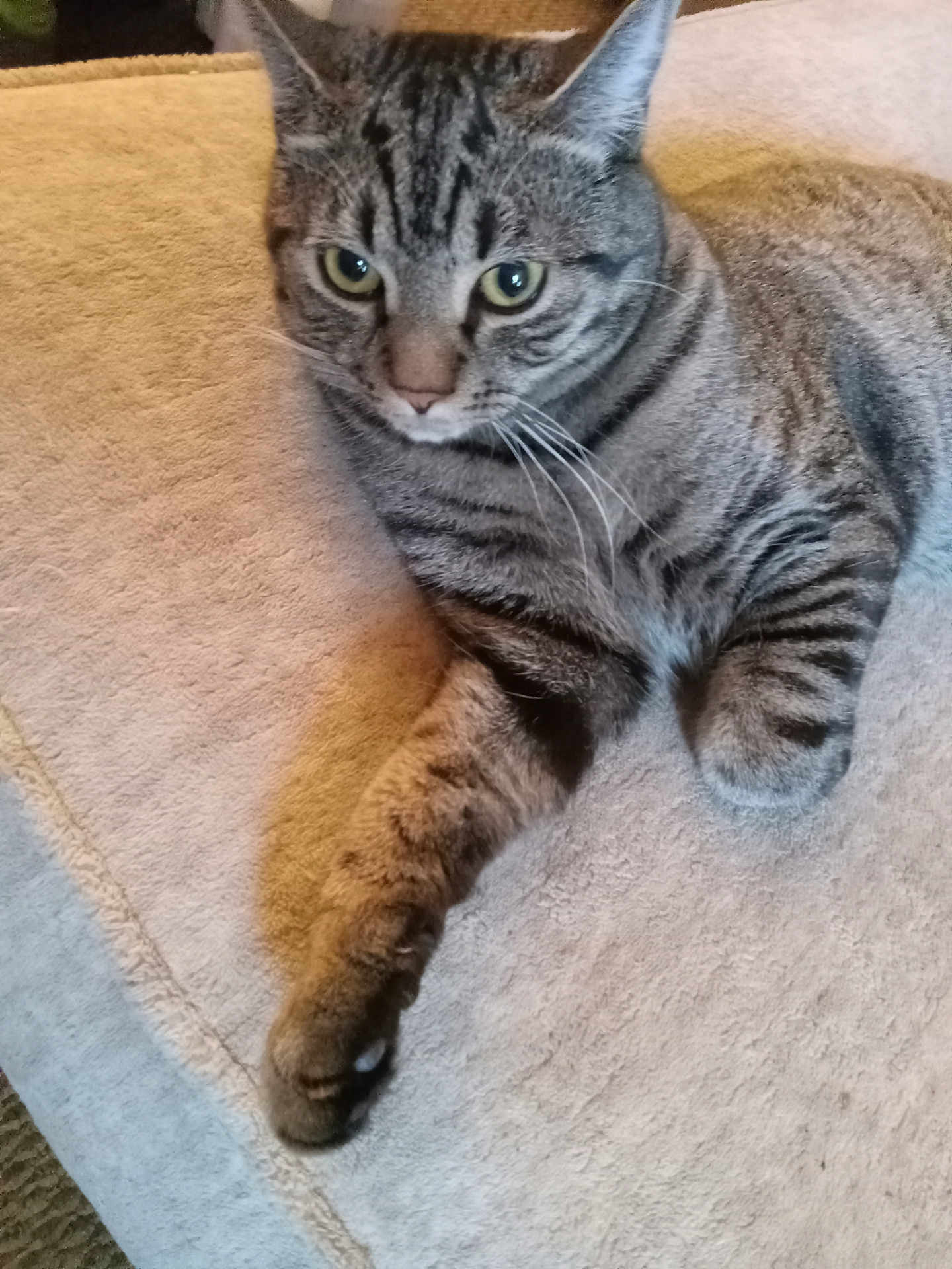 Diablo joined the competition — help win amazing prizes! cat, tabby, pet, animal, feline, striped, paw, fur, whiskers, relaxed, indoors, towel, beige, resting, cute, closeup, mammal, domestic, laying, soft