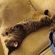 Diablo is registered to the contest to win money with this photo: cat, tabby, couch, furniture, indoor, relaxing, sleeping, pet, striped, beige, cozy, stretching, feline, home, nap, animal, soft, comfort, resting, living_room