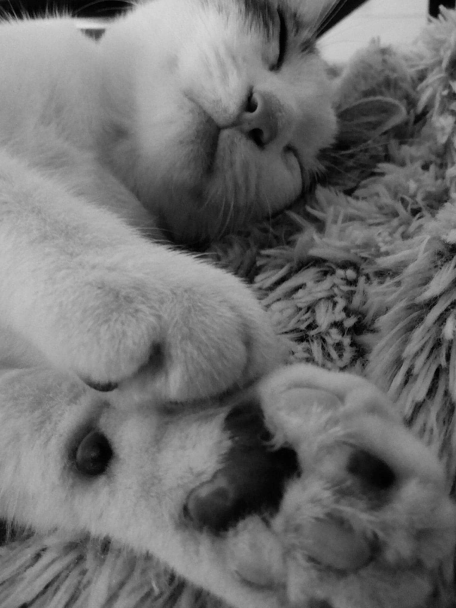 Sardine a rejoint le concours — aidez-le/la à gagner de superbes lots ! black_and_white, canidae, carnivore, cat, claw, felidae, fur, kitten, nap, nose, paw, puppy, puppy_love, ragdoll, sleep, small_to_medium_sized_cats, snout, whiskers