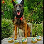 dog, belgian_malinois, sitting, outdoor, garden, wooden_table, pet_food, packaging, happy, tongue_out, erect_ears, brown_black_fur, collar, red_ribbon, chair, foliage, pathway, bowls, portrait, summer