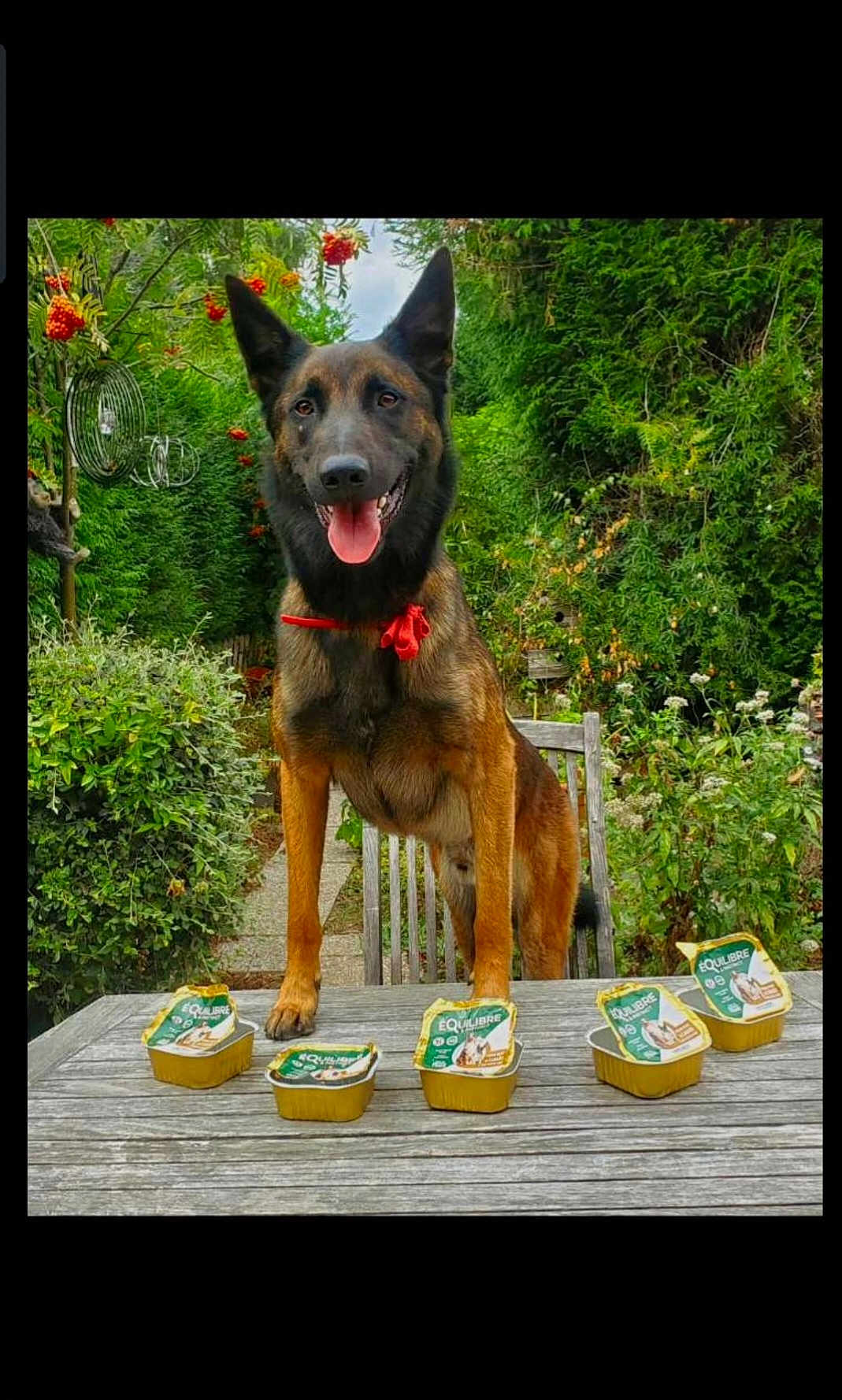 Spooky participe au concours pour gagner de l'argent avec cette photo : dog, belgian_malinois, sitting, outdoor, garden, wooden_table, pet_food, packaging, happy, tongue_out, erect_ears, brown_black_fur, collar, red_ribbon, chair, foliage, pathway, bowls, portrait, summer