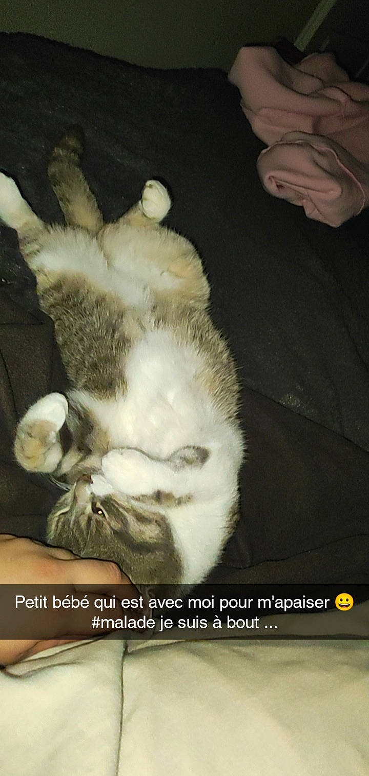 Poupie a rejoint le concours — aidez-le/la à gagner de superbes lots ! art, carnivore, cat, claw, comfort, companion_dog, darkness, dog_breed, felidae, fur, paw, photo_caption, puppy, small_to_medium_sized_cats, sporting_group, tail, whiskers