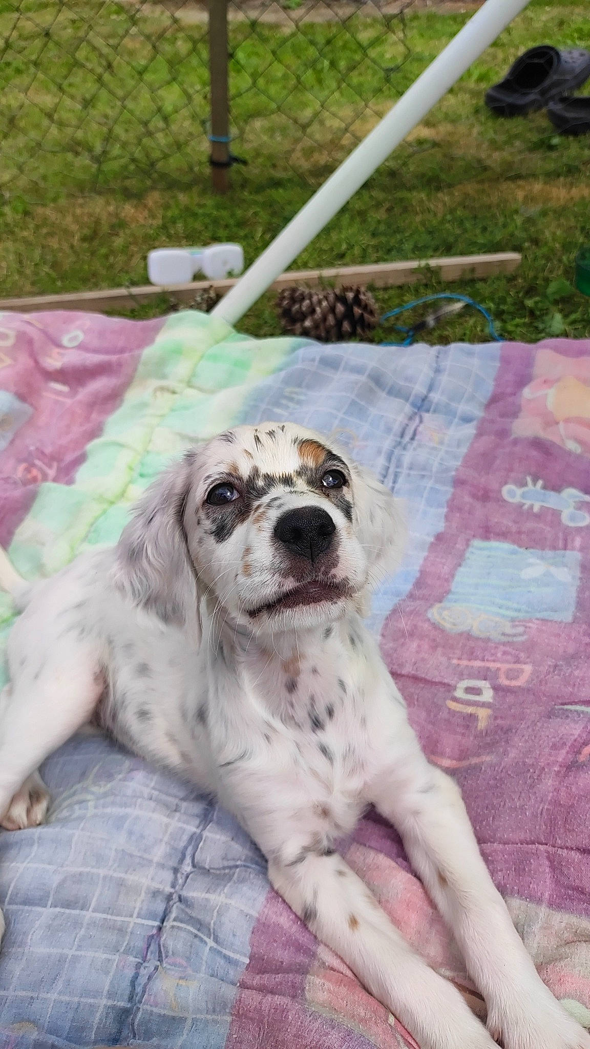 Una participe au concours pour gagner de l'argent avec cette photo : canidae, carnivore, comfort, companion_dog, dog, dog_breed, dog_collar, dog_supply, fawn, fur, grass, linens, non_sporting_group, pattern, paw, snout, sporting_group, terrestrial_animal, whiskers, working_animal