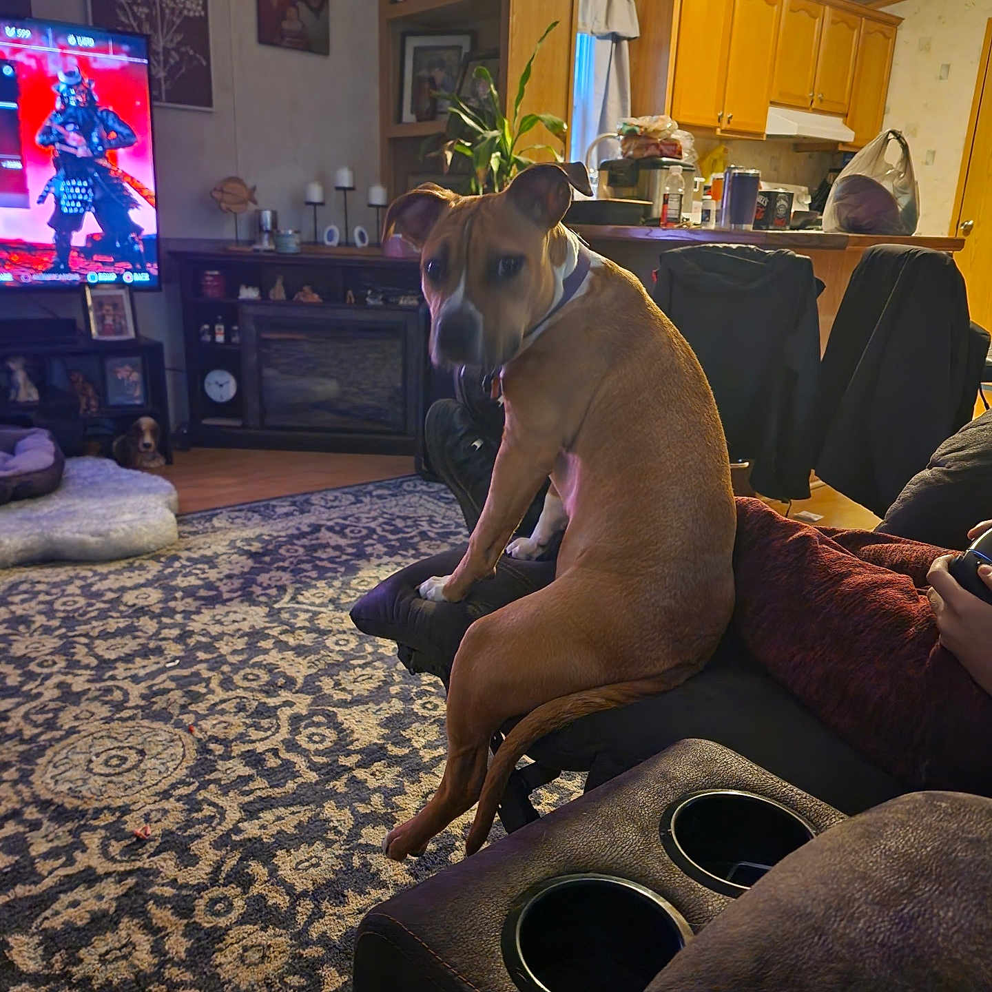 Marley is registered to the contest to win money with this photo: accessories, animal, architecture, bag, building, canine, computerhardware, couch, dog, electronics, furniture, hardware, indoors, interiordesign, livingroom, monitor, pet, room, screen, tv