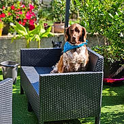 Sylviane Hilger a rejoint le concours — aidez-le/la à gagner de superbes lots ! backyard, bandana, canine, chair, daytime, dog, domestic_animal, flowers, garden, grass, greenery, looking, nature, outdoor, pet, plant_pots, relaxed, summer, sunlight, wicker_furniture