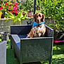 backyard, bandana, canine, chair, daytime, dog, domestic_animal, flowers, garden, grass, greenery, looking, nature, outdoor, pet, plant_pots, relaxed, summer, sunlight, wicker_furniture