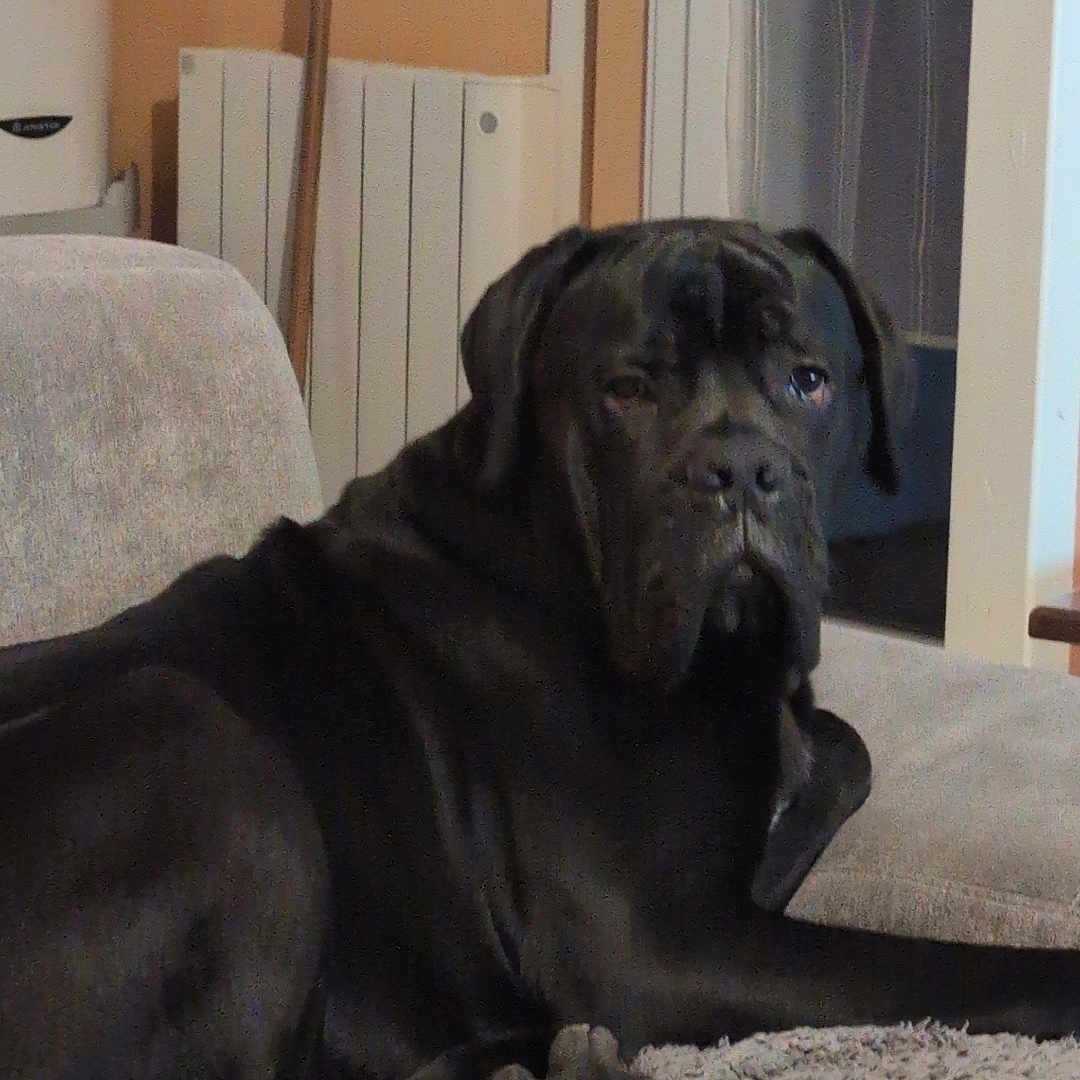 Viking a rejoint le concours — aidez-le/la à gagner de superbes lots ! animal, boxer, bulldog, canine, couch, dog, frenchbulldog, furniture, greatdane, hound, labradorretriever, newfoundland, pet, pig, pitbull, pug, puppy