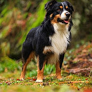 Ollie participe au concours pour gagner de l'argent avec cette photo : dog, animal, outdoor, forest, nature, tricolor, pet, canine, grass, fur, mammal, portrait, standing, tongue_out, alert, wildlife, background_blur, leaf, tree, cute