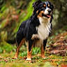dog, animal, outdoor, forest, nature, tricolor, pet, canine, grass, fur, mammal, portrait, standing, tongue_out, alert, wildlife, background_blur, leaf, tree, cute