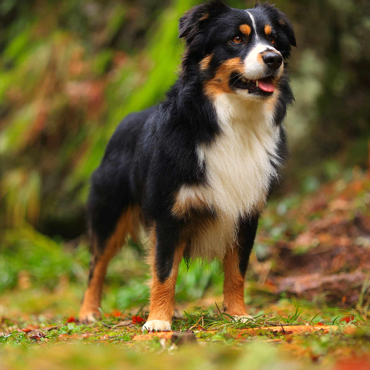 Ollie participe au concours pour gagner de l'argent avec cette photo : dog, animal, outdoor, forest, nature, tricolor, pet, canine, grass, fur, mammal, portrait, standing, tongue_out, alert, wildlife, background_blur, leaf, tree, cute