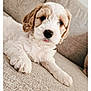 Mollie is registered to the contest to win money with this photo: puppy, dog, pet, cute, fluffy, white, tan, couch, indoor, home, relaxed, young, animal, fur, portrait, laying, closeup, adorable, canine, cozy