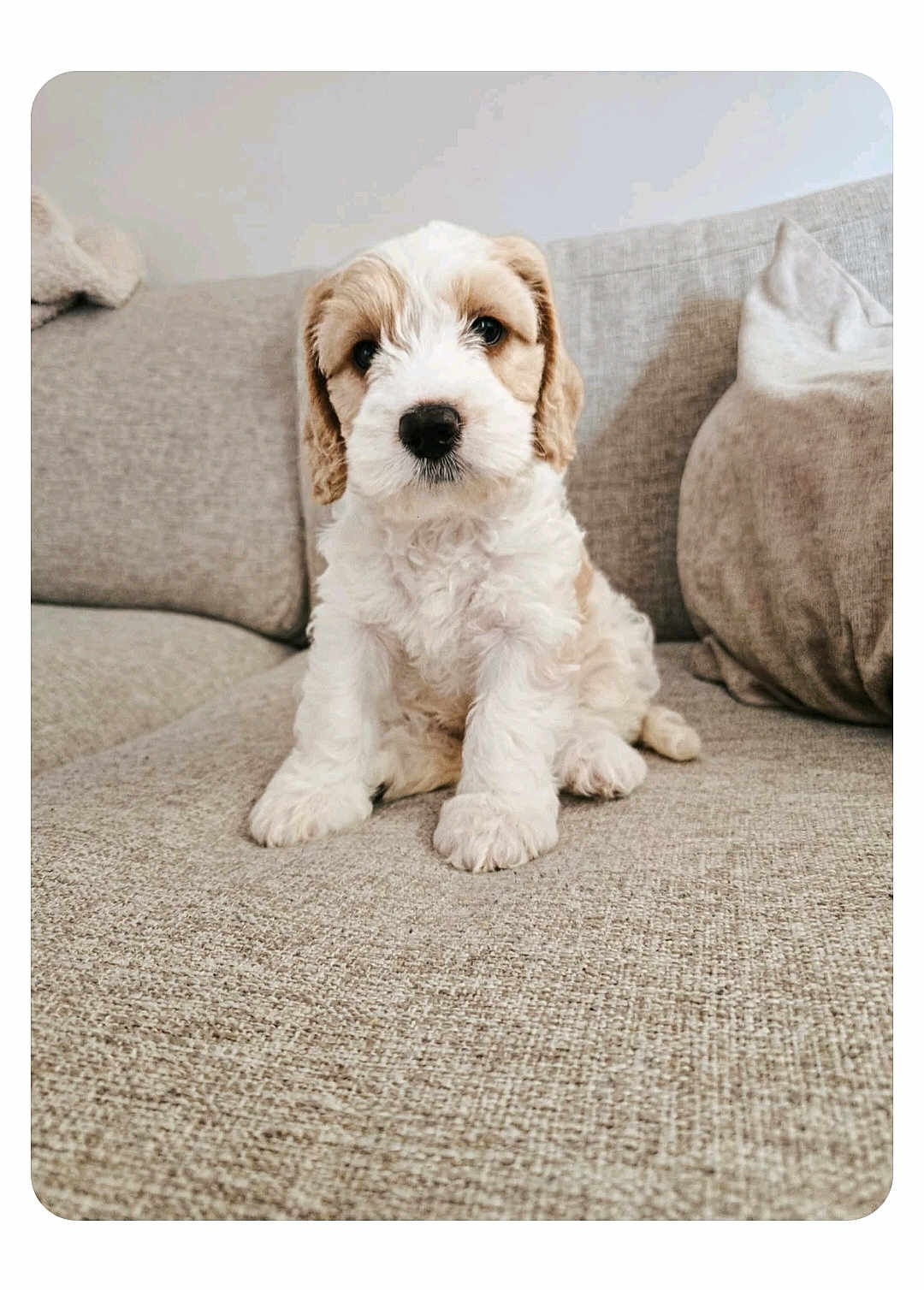 Mollie joined the competition — help win amazing prizes! puppy, dog, pet, cute, fluffy, sitting, indoor, sofa, couch, beige, fur, young, animal, portrait, looking_at_camera, domestic_animal, companion, friendly, home, adorable