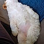 Mollie is registered to the contest to win money with this photo: puppy, dog, white, fluffy, sleeping, couch, blue_pillow, relaxed, indoor, pet, fur, belly_up, cozy, animal, canine, resting, domestic, companion, cute, home