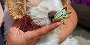 Mollie is registered to the contest to win money with this photo: puppy, dog, butterfly, hand, flower, garden, outdoor, pet, cute, fur, animal, nature, flowerpot, sunlight, person, closeup, sniffing, curious, soft, small