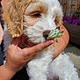 puppy, dog, butterfly, hand, flower, garden, outdoor, pet, cute, fur, animal, nature, flowerpot, sunlight, person, closeup, sniffing, curious, soft, small