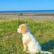 Mollie is registered to the contest to win money with this photo: dog, grass, outdoor, nature, sea, beach, sky, sunlight, animal, pet, canine, landscape, summer, sunny, field, coast, calm, daytime, sitting, fur